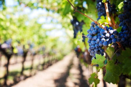 Water Management in Vineyards: The Role of Data and AI in Sustainable Agriculture